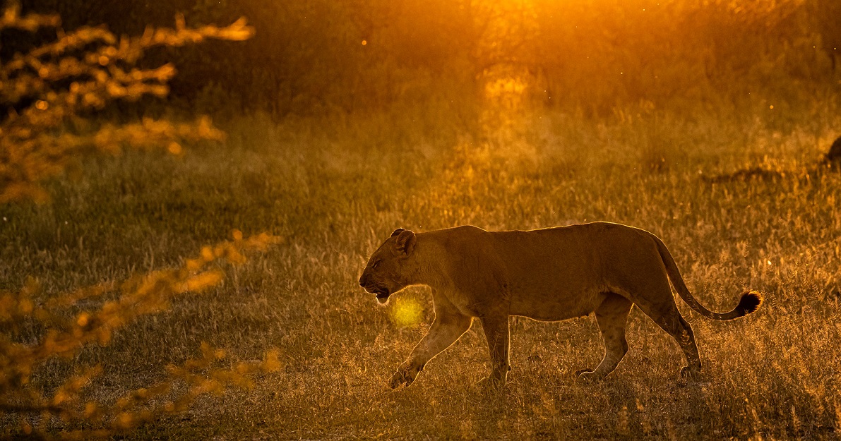 Photo by Twilight Kenya: https://www.pexels.com/photo/lioness-sitting-in-grass-and-roaring-7280783/