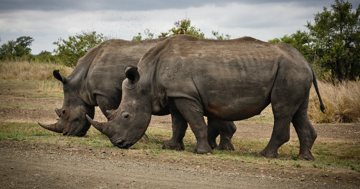 Photo by Frans van Heerden: https://www.pexels.com/photo/two-rhino-on-gray-field-631292/